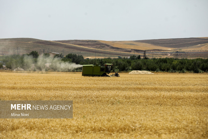 برداشت گندم در مراغه