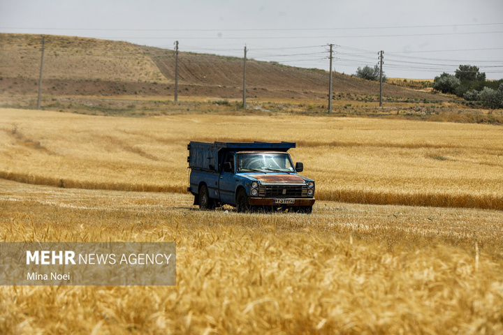 برداشت گندم در مراغه