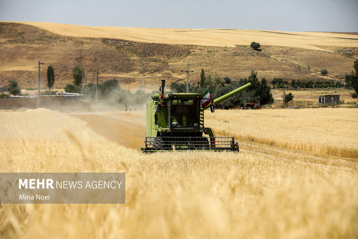 برداشت گندم در مراغه