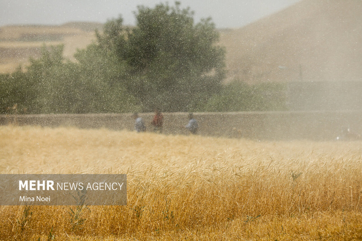 برداشت گندم در مراغه
