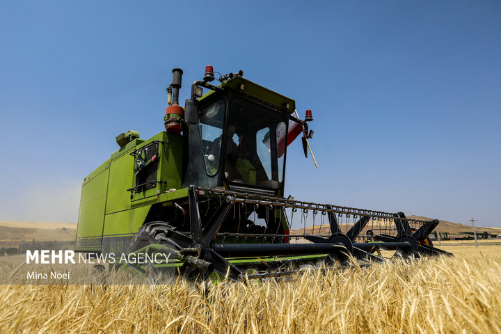 برداشت گندم در مراغه