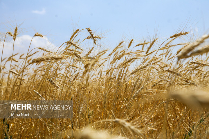 برداشت گندم در مراغه