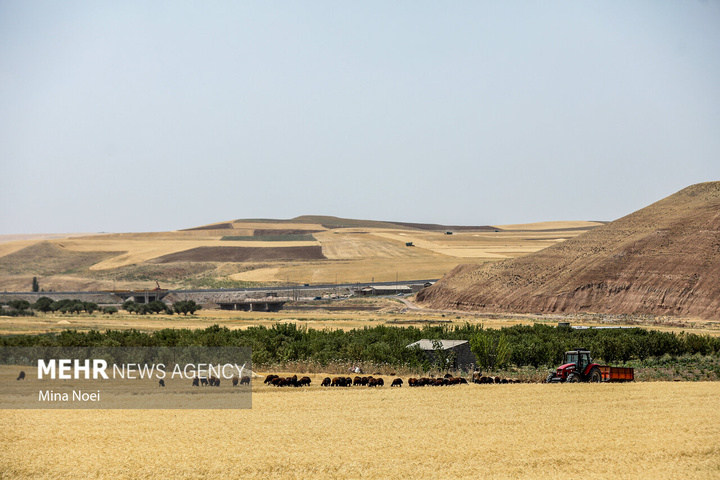 برداشت گندم در مراغه
