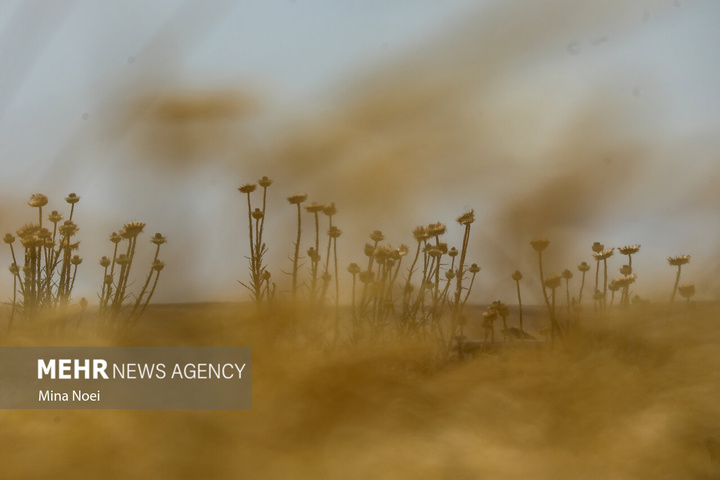 برداشت گندم در مراغه