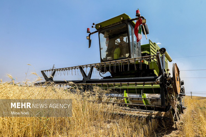 برداشت گندم در مراغه