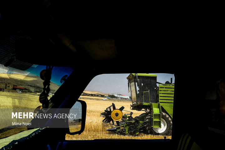 برداشت گندم در مراغه