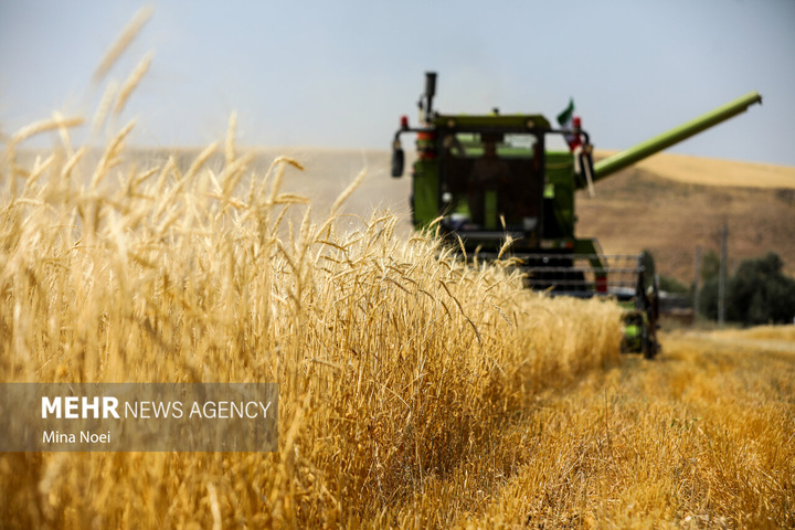 برداشت گندم در مراغه