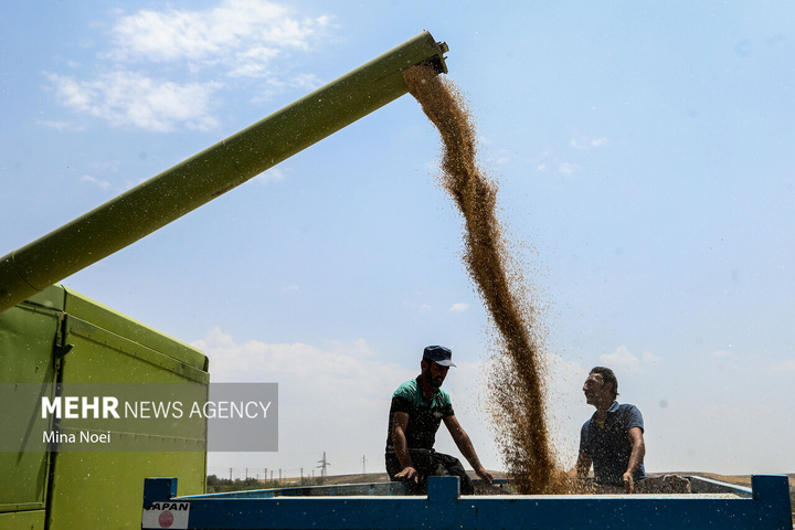 برداشت گندم در مراغه