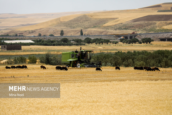 برداشت گندم در مراغه