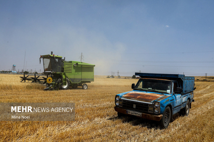 برداشت گندم در مراغه