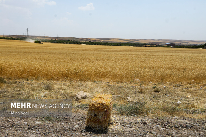 برداشت گندم در مراغه
