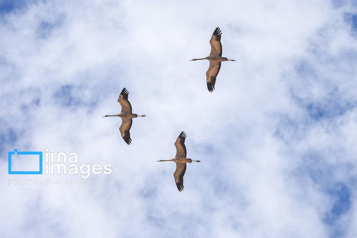 دنیای پرندگان