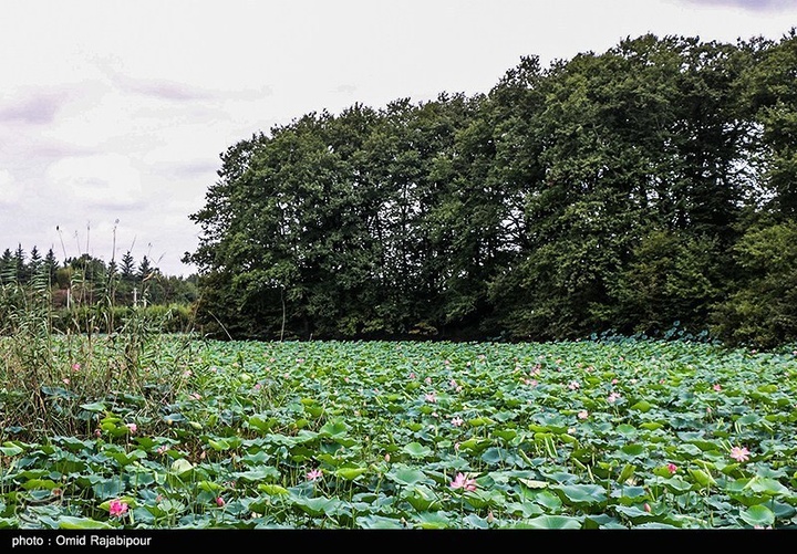 تالاب سوستان - گیلان