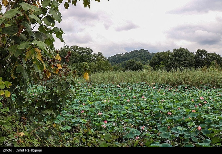تالاب سوستان - گیلان