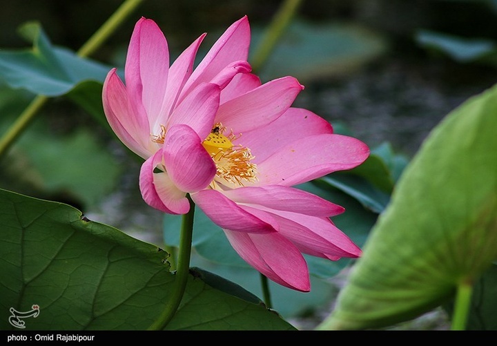 تالاب سوستان - گیلان