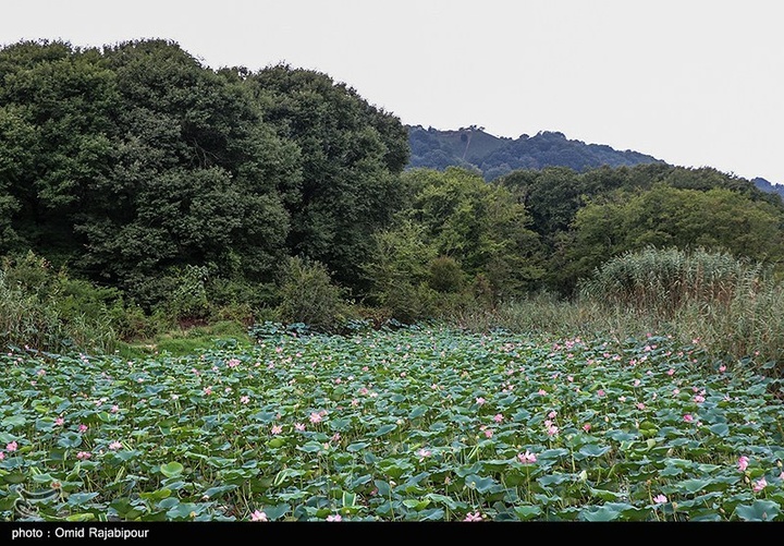 تالاب سوستان - گیلان
