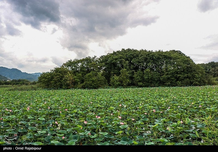 تالاب سوستان - گیلان