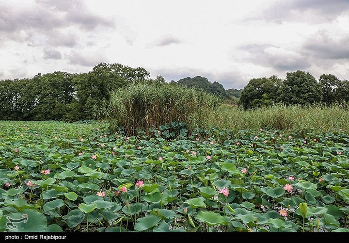 تالاب سوستان - گیلان
