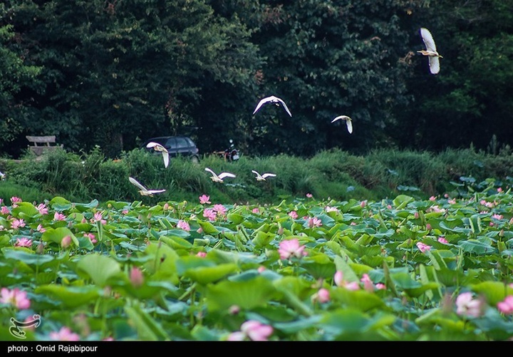 تالاب سوستان - گیلان