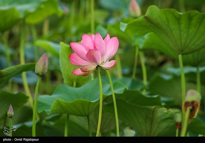 تالاب سوستان - گیلان