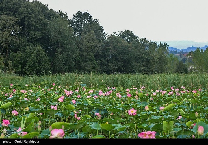 تالاب سوستان - گیلان