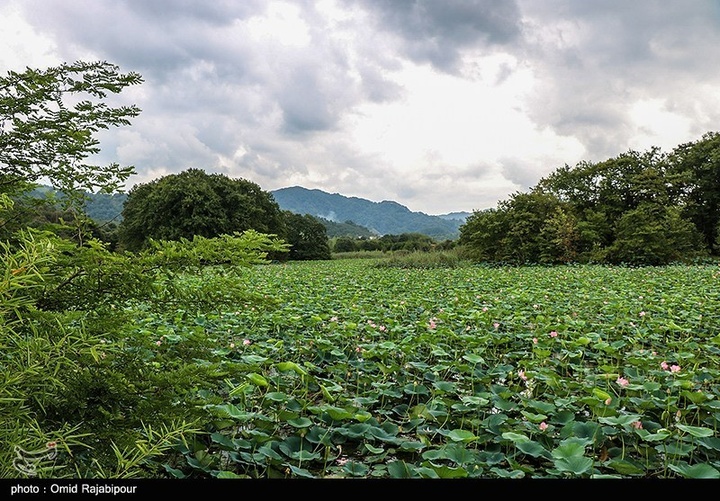 تالاب سوستان - گیلان