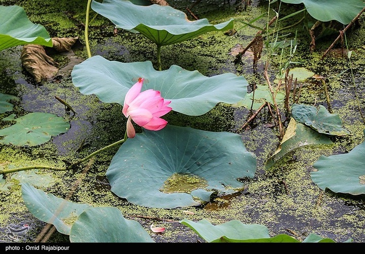 تالاب سوستان - گیلان