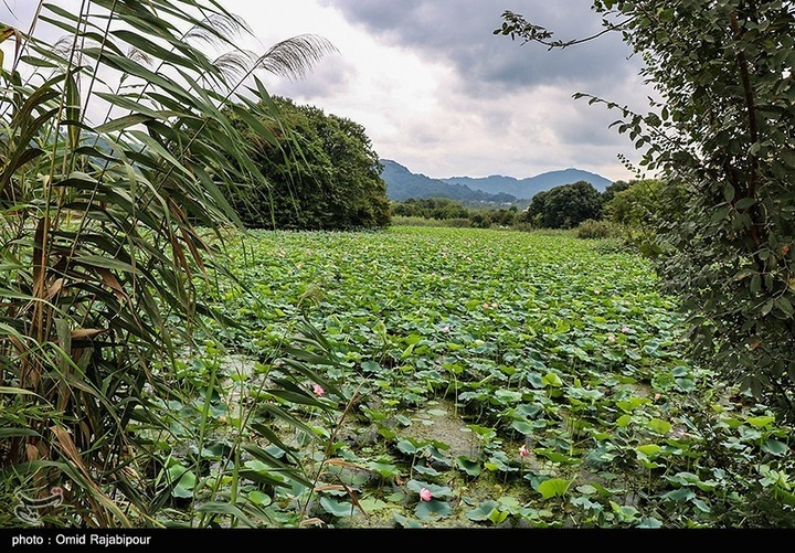 تالاب سوستان - گیلان