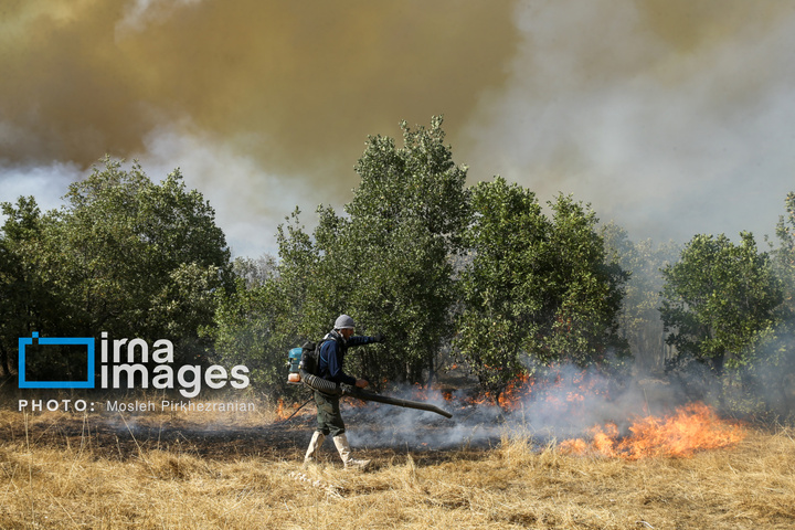 آتش سوزی جنگل های بلوط مریوان