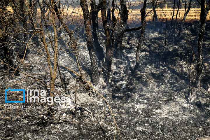 آتش سوزی جنگل های بلوط مریوان