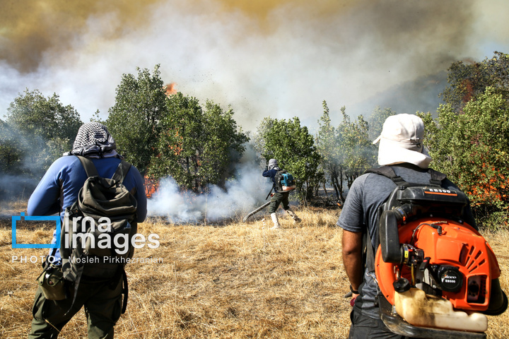 آتش سوزی جنگل های بلوط مریوان