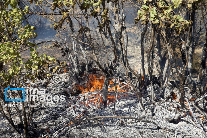 آتش سوزی جنگل های بلوط مریوان