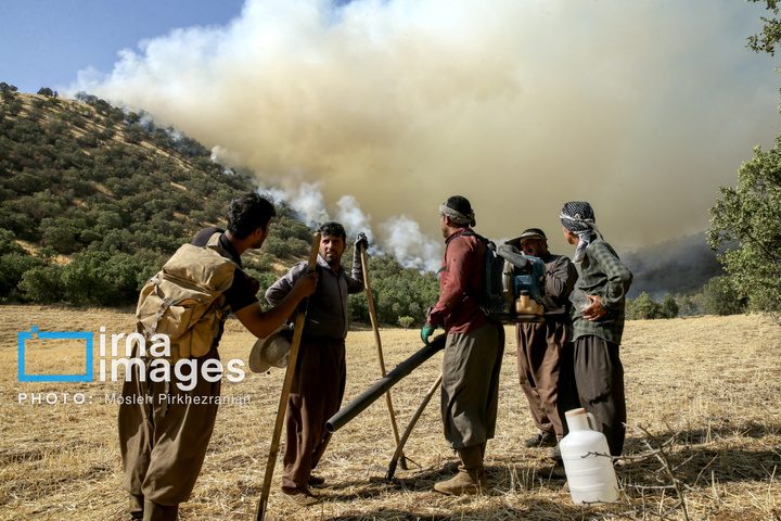 آتش سوزی جنگل های بلوط مریوان