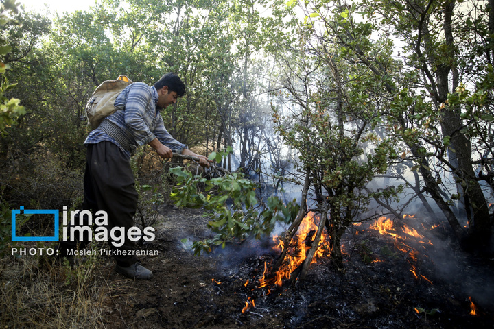 آتش سوزی جنگل های بلوط مریوان