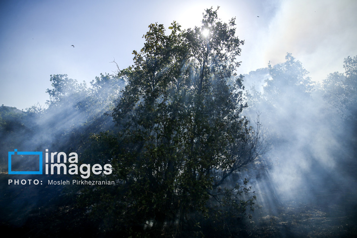 آتش سوزی جنگل های بلوط مریوان