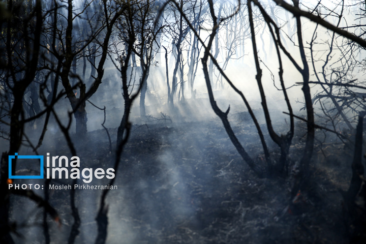 آتش سوزی جنگل های بلوط مریوان