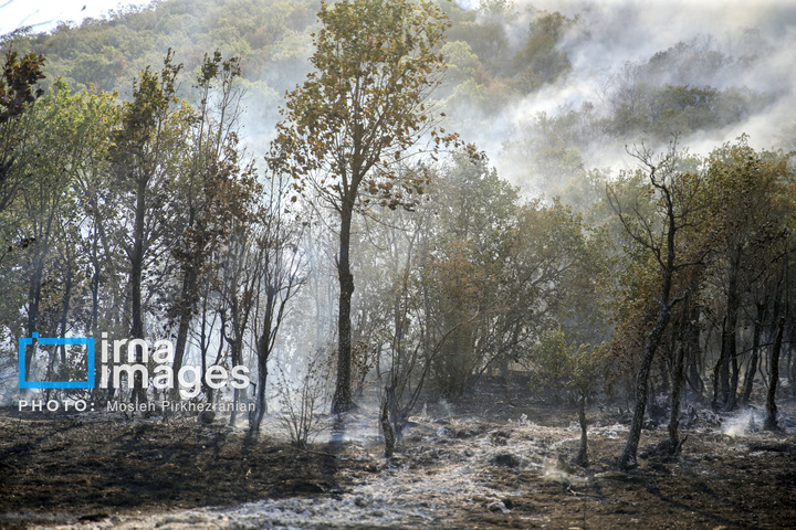 آتش سوزی جنگل های بلوط مریوان