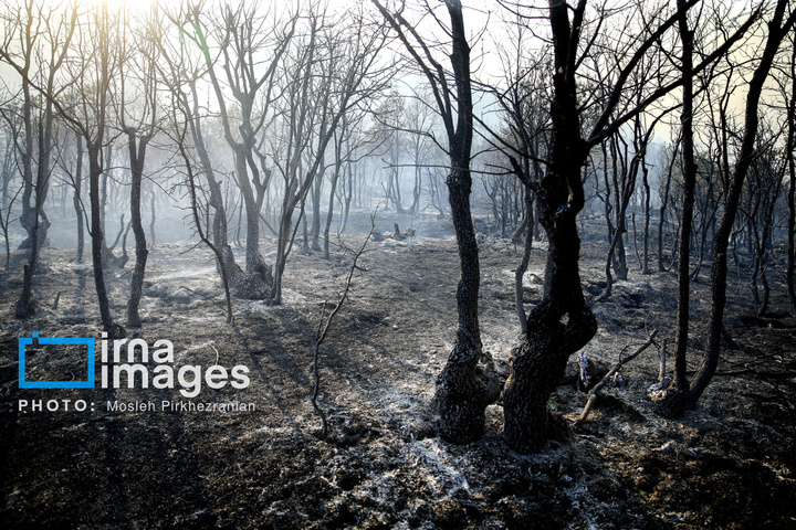 آتش سوزی جنگل های بلوط مریوان