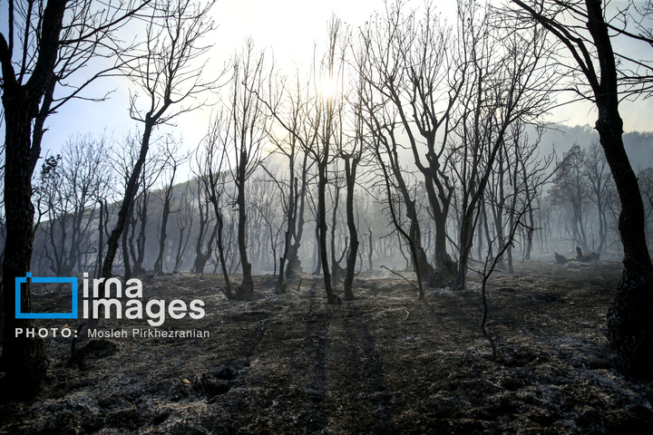 آتش سوزی جنگل های بلوط مریوان