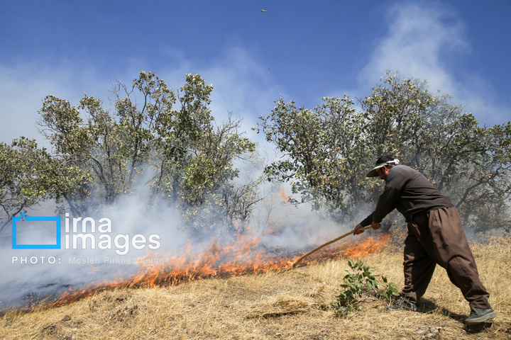 آتش سوزی جنگل های بلوط مریوان