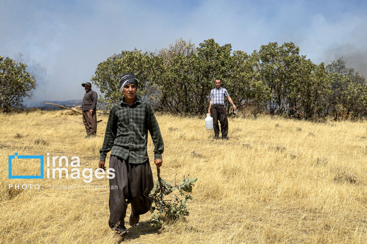 آتش سوزی جنگل های بلوط مریوان