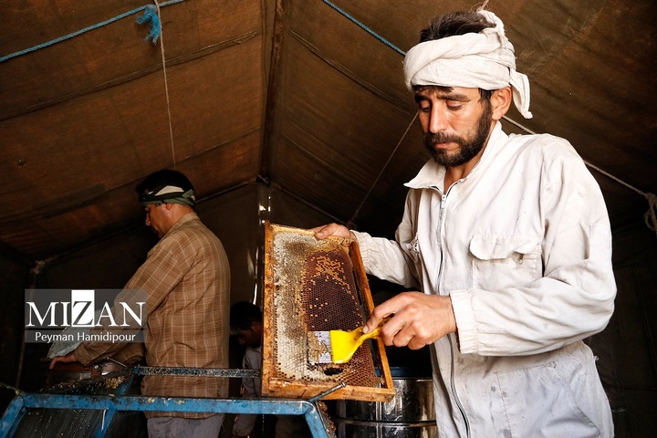 پرورش زنبور عسل