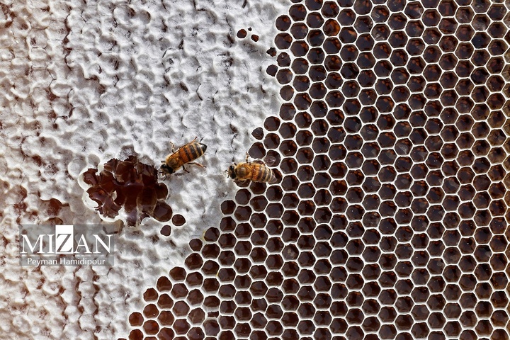 پرورش زنبور عسل