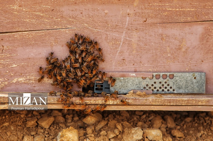 پرورش زنبور عسل