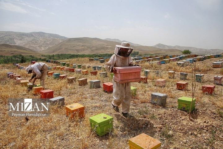 پرورش زنبور عسل