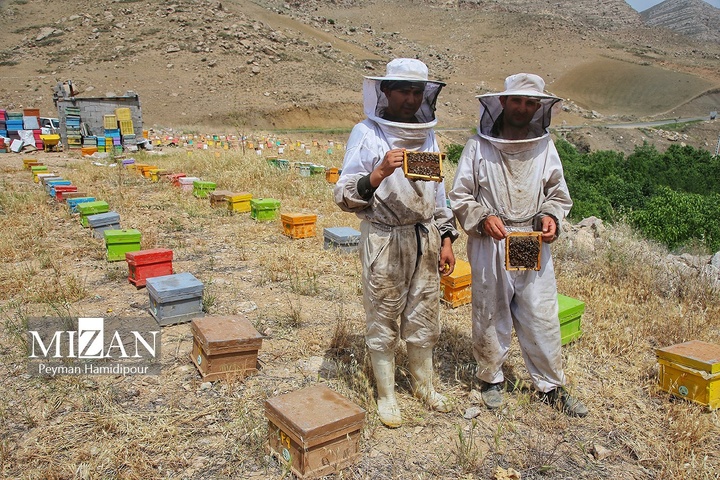 پرورش زنبور عسل