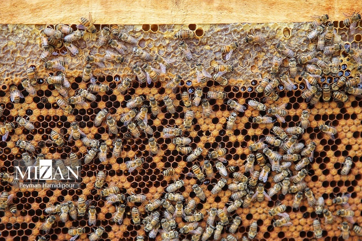 پرورش زنبور عسل