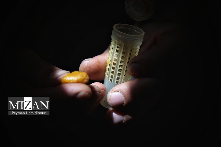 پرورش زنبور عسل