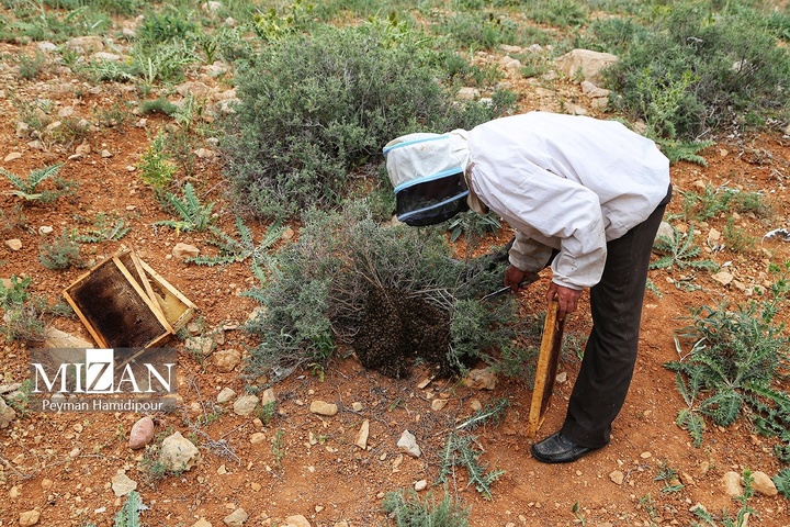 پرورش زنبور عسل