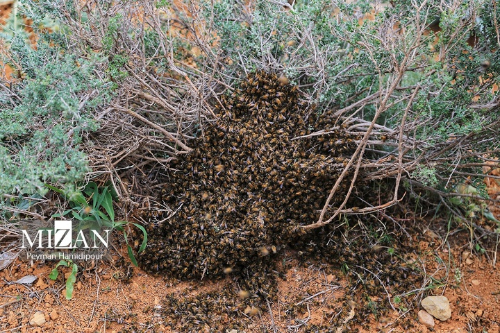 پرورش زنبور عسل